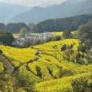黄山旅游 缩略图 9