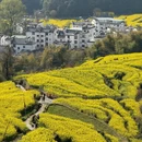黄山旅游 缩略图 10