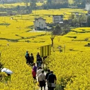 黄山旅游 缩略图 18