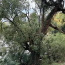 黄山旅游 缩略图 3