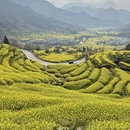 黄山旅游 缩略图 13