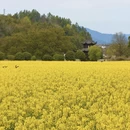 黄山旅游 缩略图 12