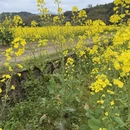 黄山旅游 缩略图 9