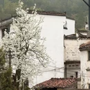 黄山旅游 缩略图 15