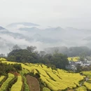 黄山旅游 缩略图 14