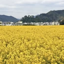 黄山旅游 缩略图 6
