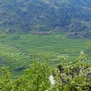 黄山旅游 缩略图 3