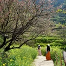 黄山旅游 缩略图 11