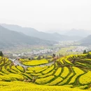 黄山旅游 缩略图 6