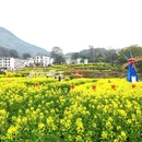 黄山旅游 缩略图 5