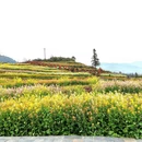 黄山旅游 缩略图 9