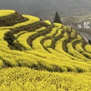 黄山旅游 缩略图 6