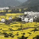 黄山旅游 缩略图 3