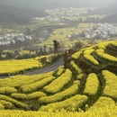 黄山旅游 缩略图 5