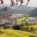 黄山旅游 缩略图 4