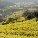 黄山旅游 缩略图 7