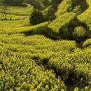 上饶旅游 缩略图 16