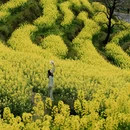 黄山旅游 缩略图 9