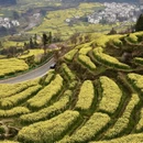 黄山旅游 缩略图 7