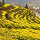 黄山旅游 缩略图 4