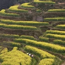 黄山旅游 缩略图 6