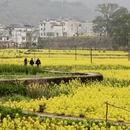黄山旅游 缩略图 10