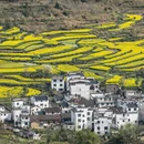 黄山旅游 缩略图 11