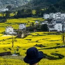 黄山旅游 缩略图 15