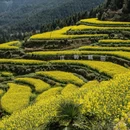 黄山旅游 缩略图 10