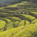 黄山旅游 缩略图 5