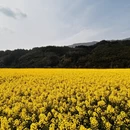 黄山旅游 缩略图 4