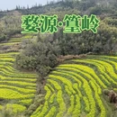 黄山旅游 缩略图 1