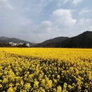 黄山旅游 缩略图 3