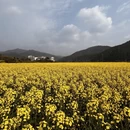 黄山旅游 缩略图 5