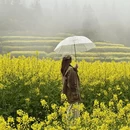 黄山旅游 缩略图 1