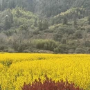 黄山旅游 缩略图 5