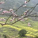 黄山旅游 缩略图 2