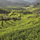 黄山旅游 缩略图 1
