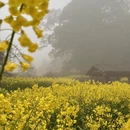 黄山旅游 缩略图 15