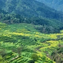 黄山旅游 缩略图 1