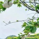 黄山旅游 缩略图 2