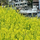 黄山旅游 缩略图 6