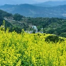 黄山旅游 缩略图 4