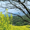 黄山旅游 缩略图 7