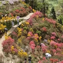 黄山旅游 缩略图 6