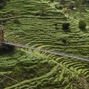 黄山旅游 缩略图 5