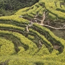 黄山旅游 缩略图 3