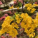 黄山旅游 缩略图 7