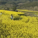 黄山旅游 缩略图 10