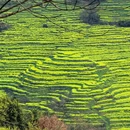 黄山旅游 缩略图 2